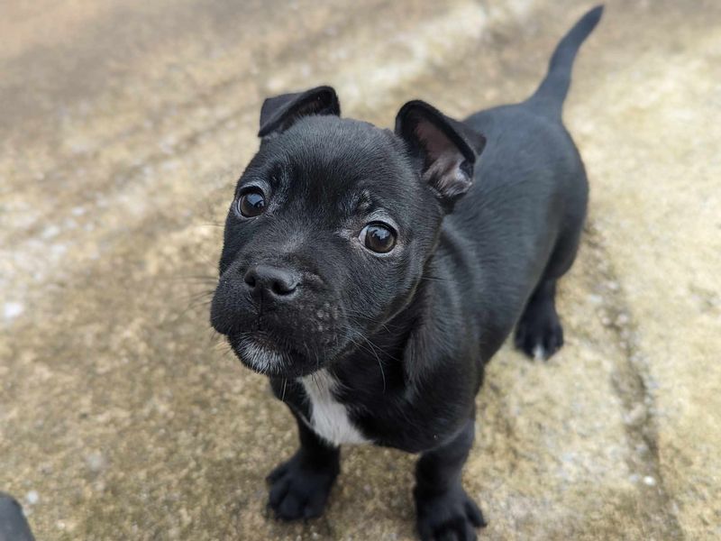 Jack Russells for sale in Mid Glamorgan, Wales