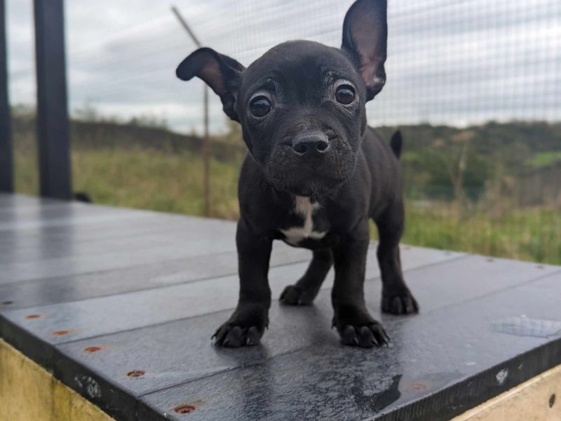 Jack Russell Puppies for sale