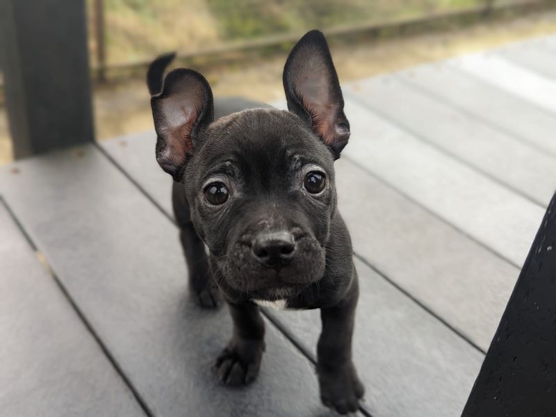 Jack Russell Puppies for sale in Wales