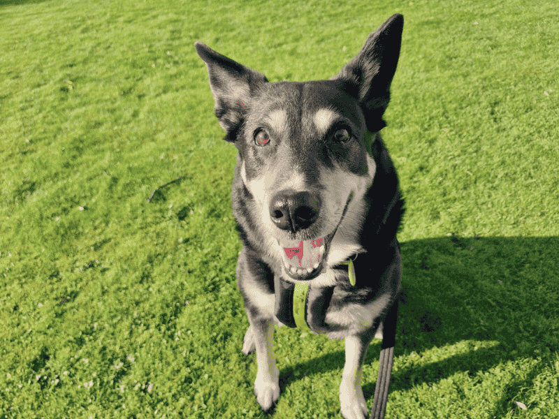 Skye | Collie (Border) Cross | Dundee rehoming - 1