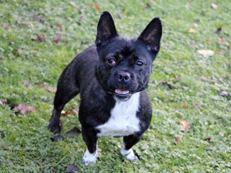 Nellie | French Bulldog Cross | Merseyside (Liverpool) - 1