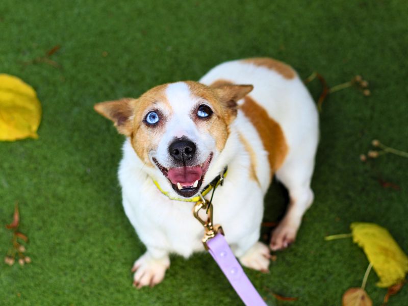 Jack Russell Puppies for sale in Greater Manchester