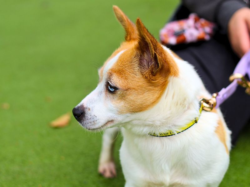 Jack Russell Puppies for sale