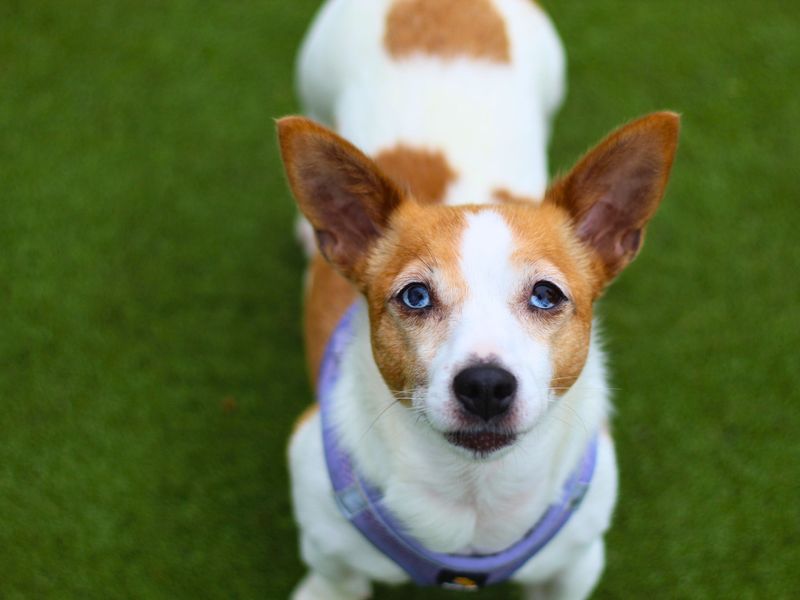 Pimms | Terrier (Jack Russell) | Manchester - 1