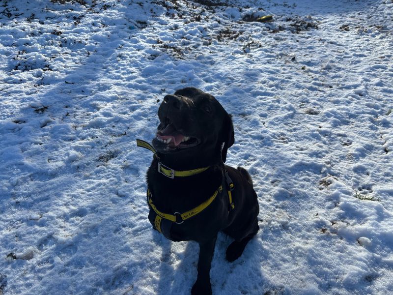 Posie | Retriever (Labrador) | Loughborough - 1