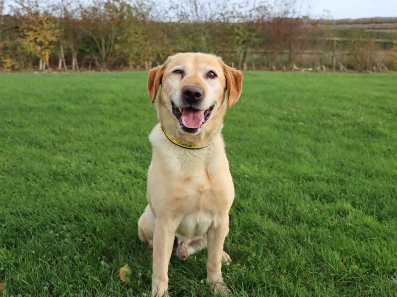 Moby | Retriever (Labrador) | Darlington - 1