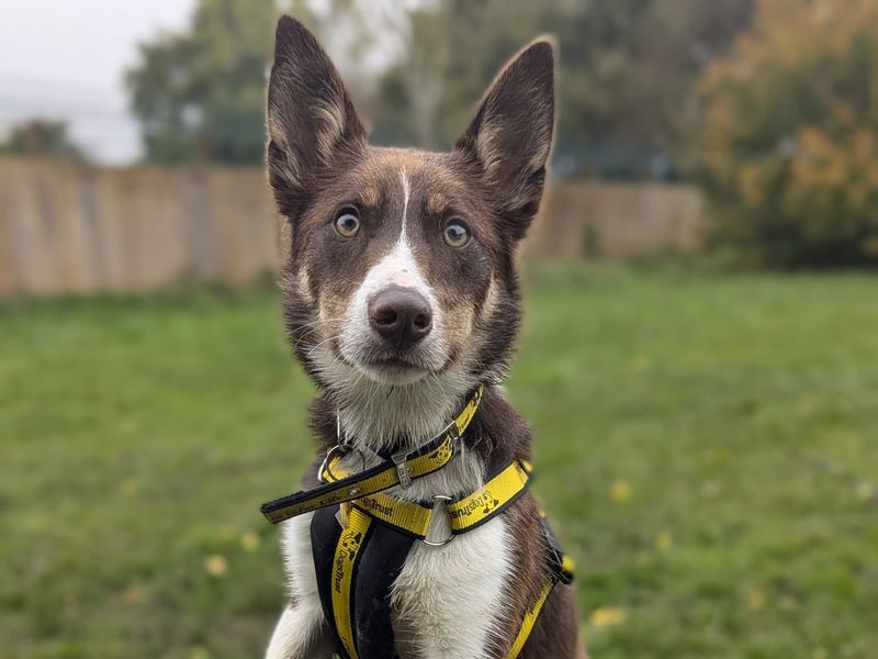 Bunsen | Collie (Border) | Shrewsbury (Shropshire) - 1