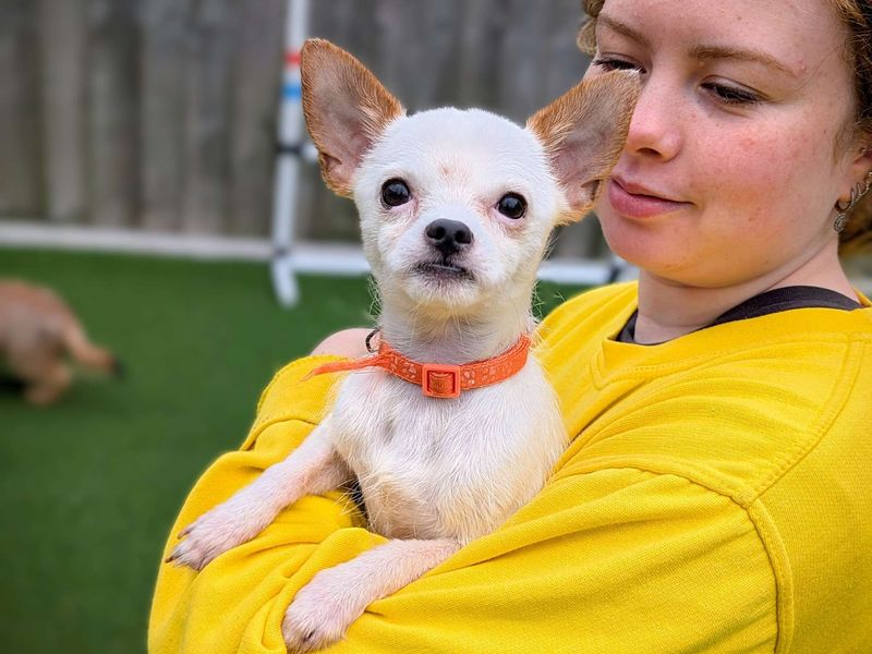 Chihuahua Puppies for sale in Glamorgan