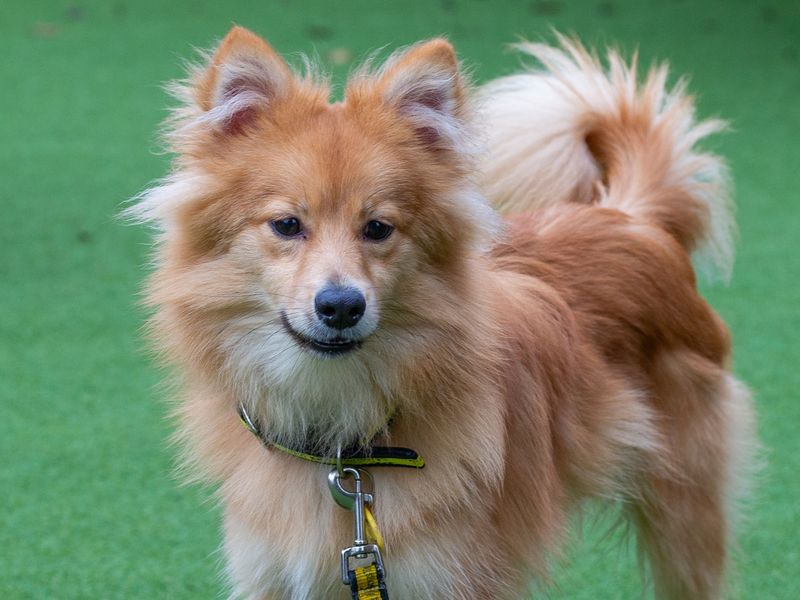 Apricot | Pomeranian Cross | Loughborough - 1