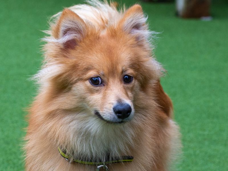 Pomeranian Puppies for sale in Leicestershire