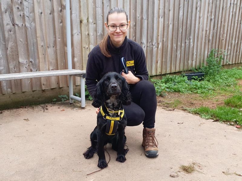 Bramble | Spaniel (Cocker) Cross | Loughborough - 1