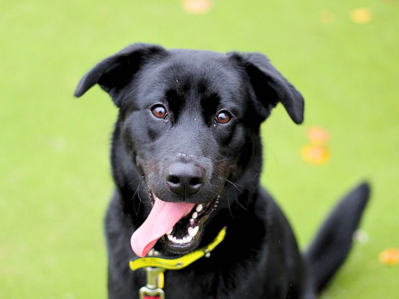 Obi | Retriever (Labrador) Cross | Manchester - 1