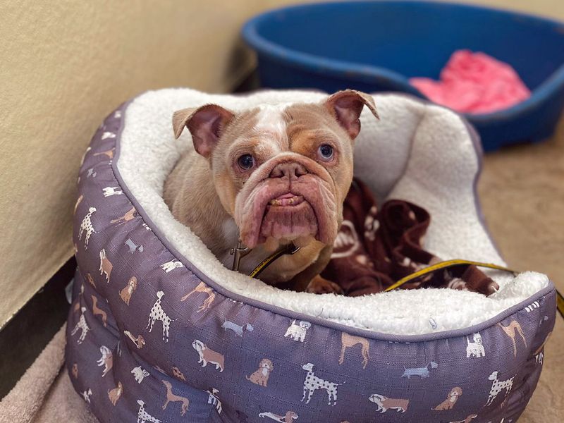 Bulldog Puppies for sale in Merseyside