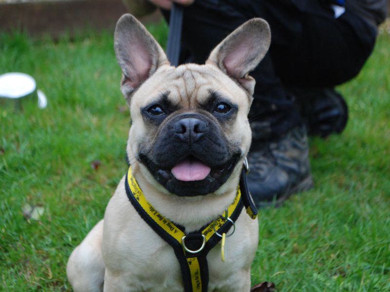 Pug Puppies for sale in Berks