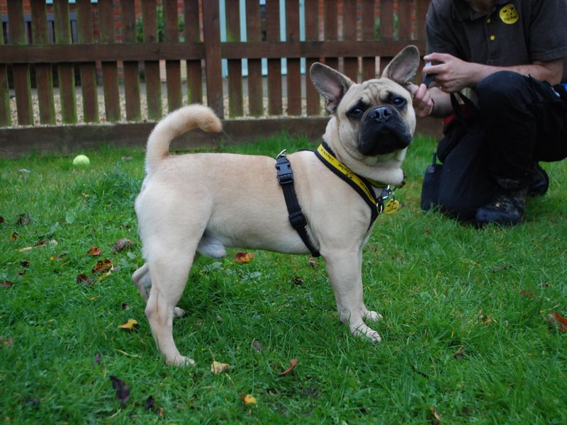 Pugs for sale in Newbury, Berks