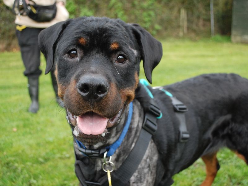 Asha | Rottweiler | Newbury (Berkshire) - 1