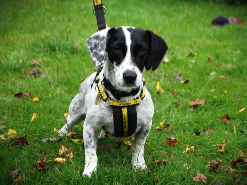 Jack Russell Puppies for sale in Berks