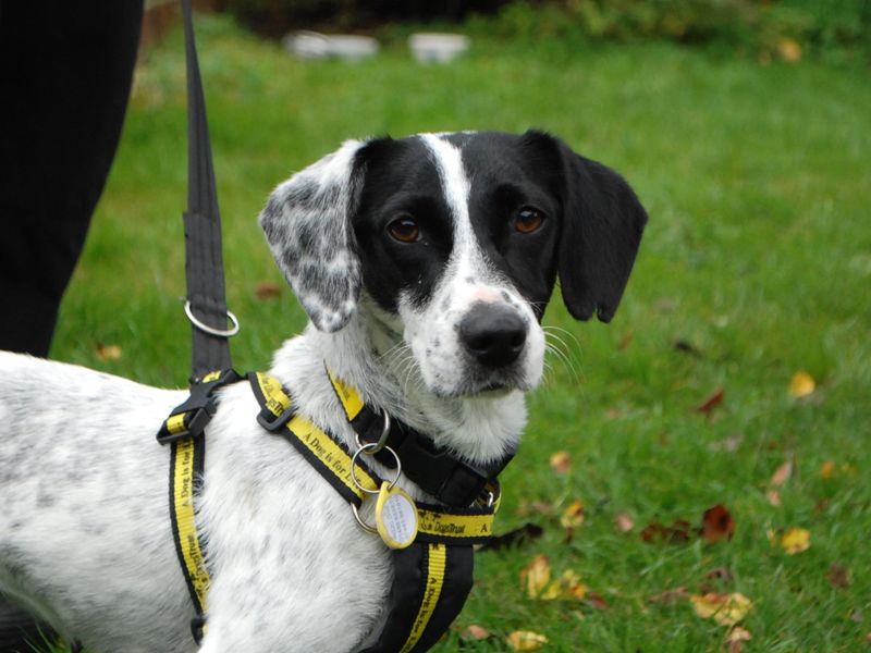 Jack Russells for sale in Newbury, Berks