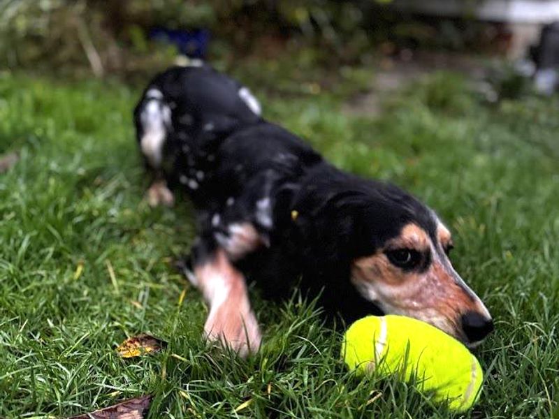 Cocker Spaniel Puppies for sale