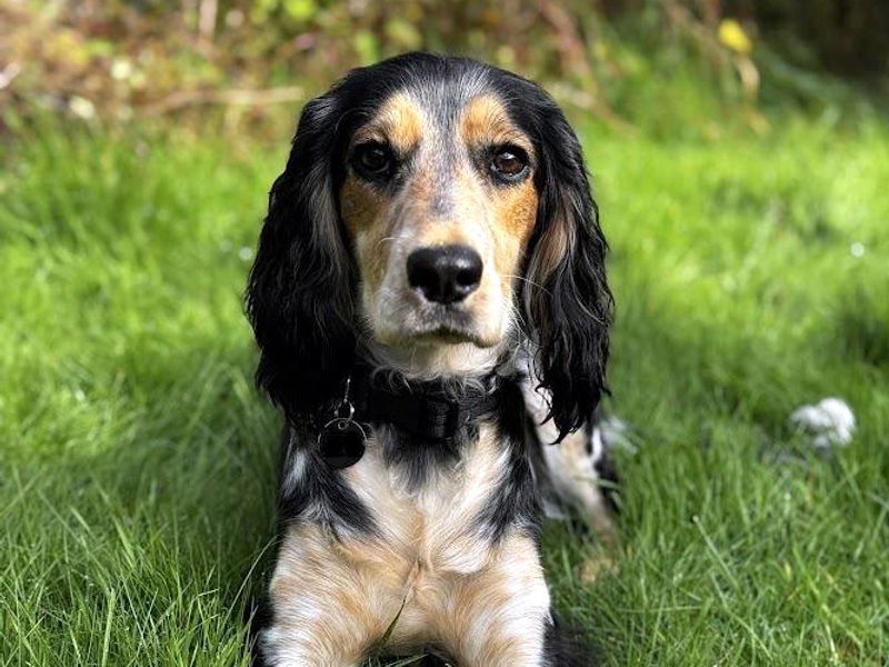 Cocker Spaniel Puppies for sale in West Sussex