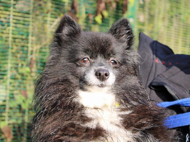 Bonnie | Pomeranian | Merseyside (Liverpool) - 1