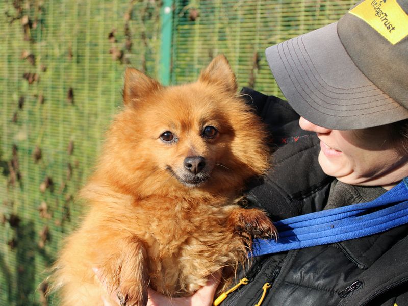 Betty | Pomeranian | Merseyside (Liverpool) - 1