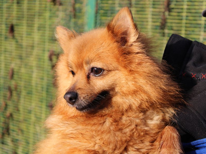 Pomeranians for sale in Liverpool, Merseyside