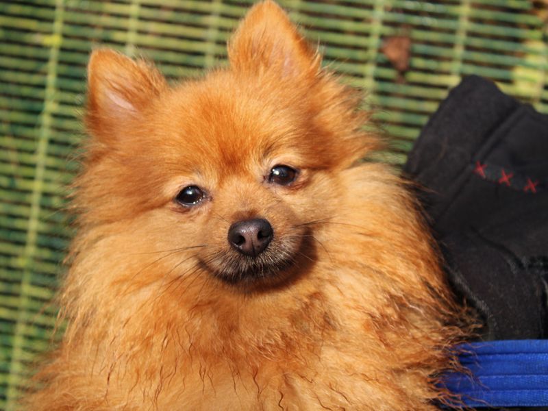 Queenie | Pomeranian | Merseyside (Liverpool) - 1