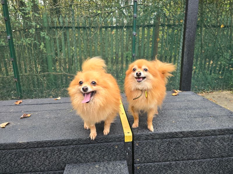 Binky | Pomeranian | Merseyside (Liverpool) - 1