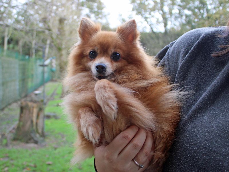 Pomeranians for sale in Liverpool, Merseyside