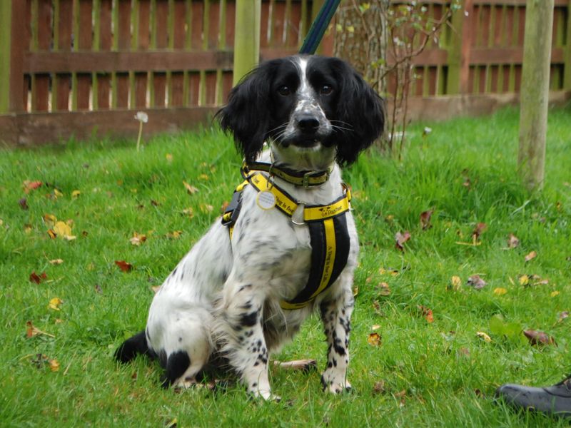 Cocker Spaniel Puppies for sale in Berks