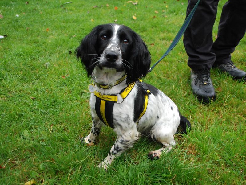 Cocker Spaniels for sale in Newbury, Berks