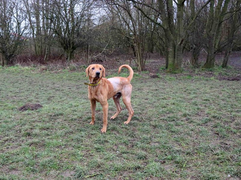 Red | Retriever (Labrador) | Darlington - 1