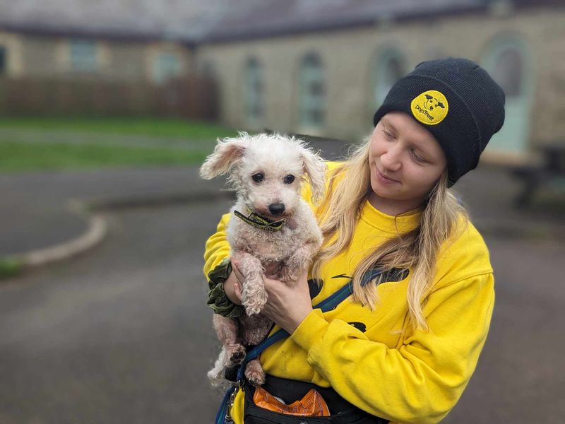 Pepper | Bichon Frise | Bridgend (Wales) - 1