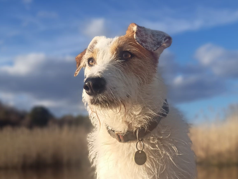 Mavis | Terrier (Jack Russell) | Salisbury (Wiltshire) - 1