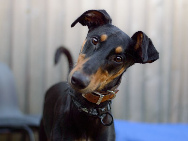 Doberman Puppies for sale