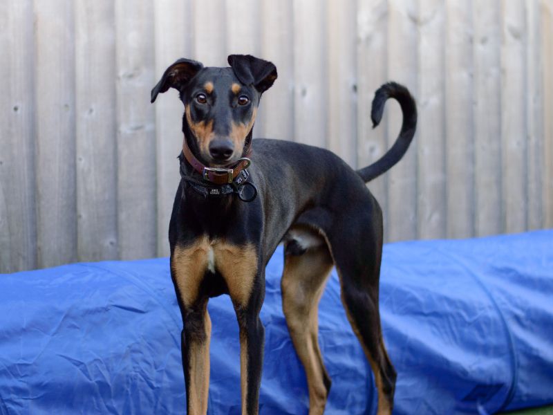 Dobermans for sale in Kenilworth, Warks