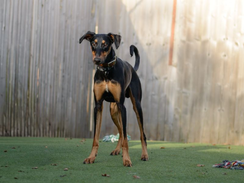 Doberman Puppies for sale in Warks