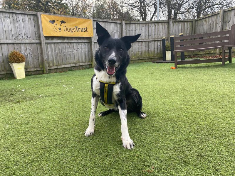 Border Collie Dogs And Puppies For Adoption, Rehoming And Rescue