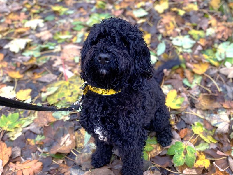 Gino | Poodle Cross | Ballymena (Northern Ireland) - 1