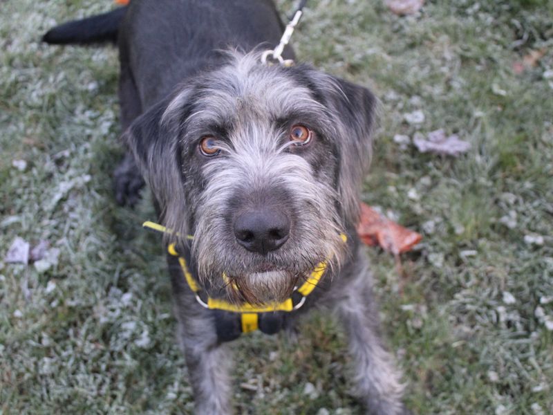 Buster for sale in Glasgow, Scotland