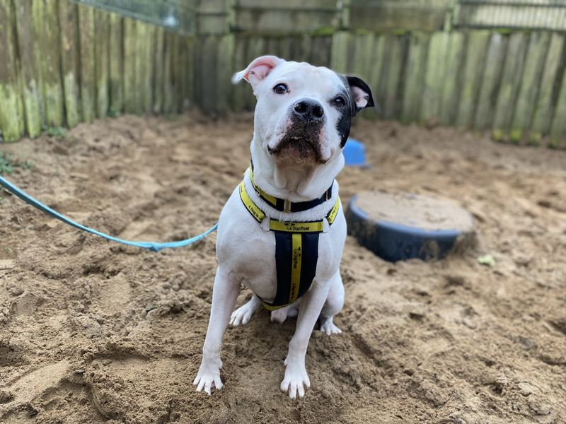 Reggie | American Bulldog | Ilfracombe - 1