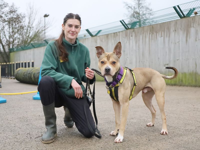 Loki for sale in Leeds, Yorkshire