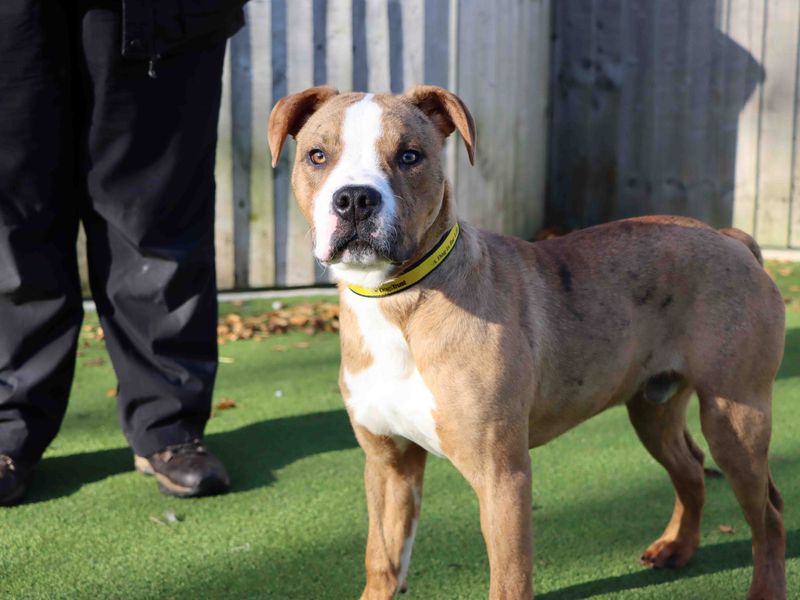 Dave | Terrier (Staffordshire Bull) Cross | Darlington - 1