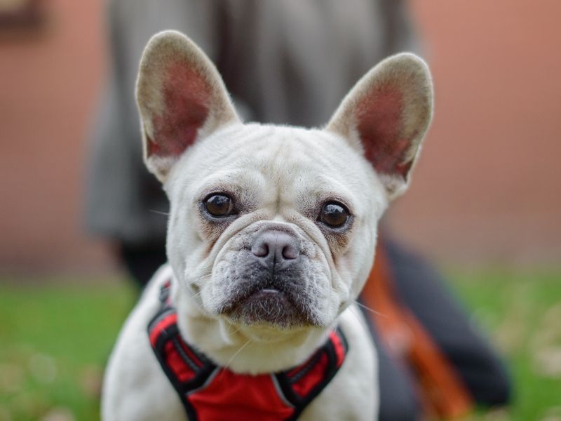 French bulldog shops mix adoption