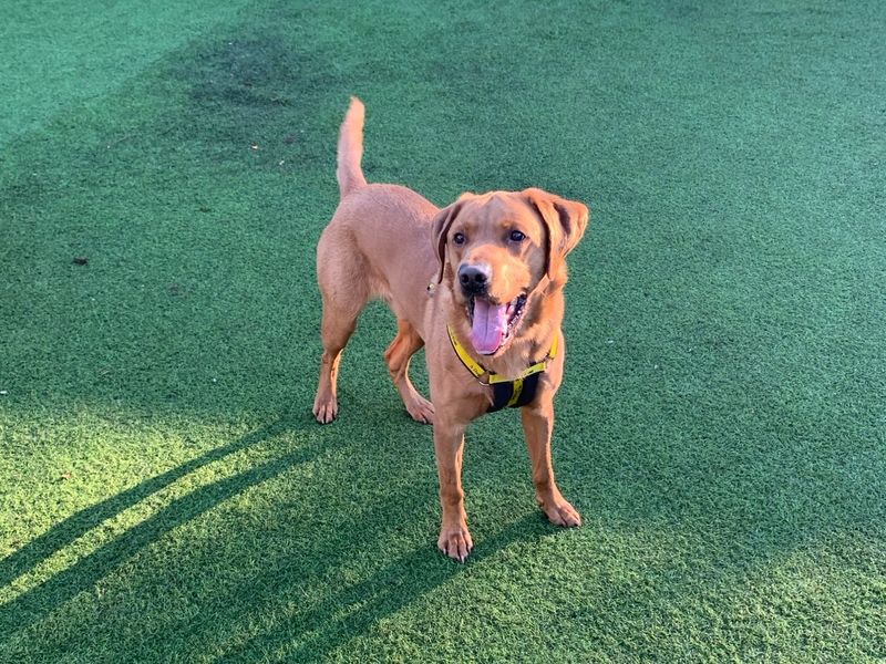 Archie | Retriever (Labrador) | West Calder (Edinburgh) - 1