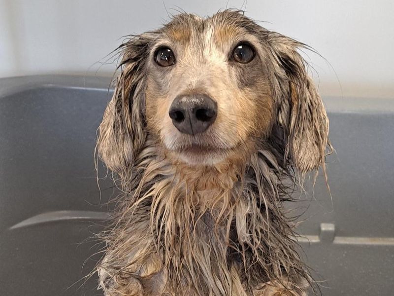 Otto | Dachshund (Miniature Long Haired) | Ballymena (Northern Ireland) - 1