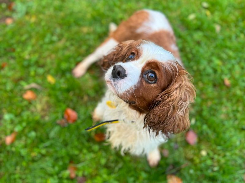 King Charles Spaniel Dogs And Puppies For Adoption, Rehoming And Rescue