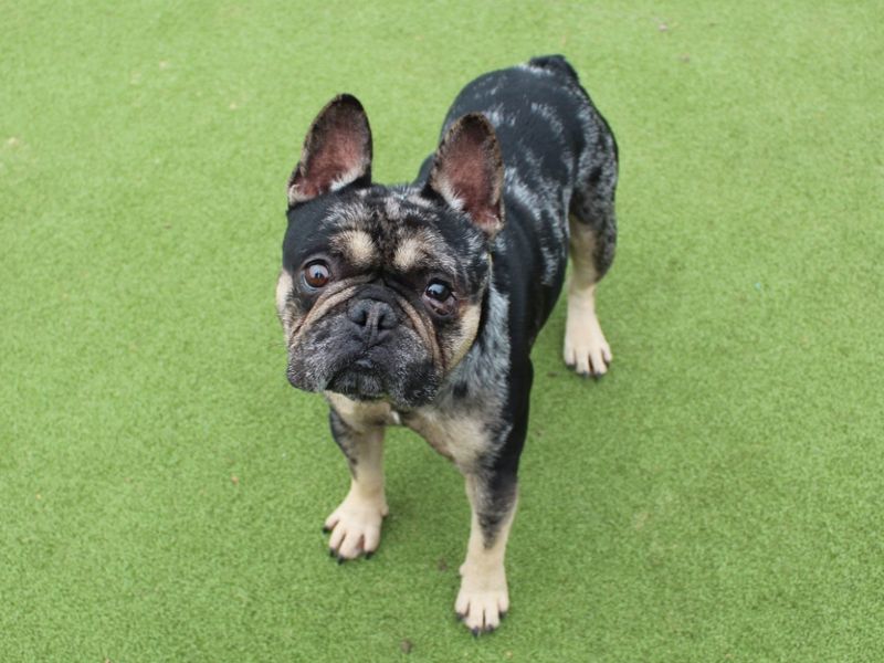 Mr. Pickles | French Bulldog | Evesham (Worcestershire) - 1