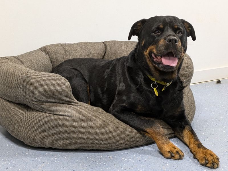 Midnight | Rottweiler | Evesham (Worcestershire) - 1